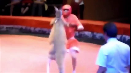 You Don’t Want To Box A Kangaroo