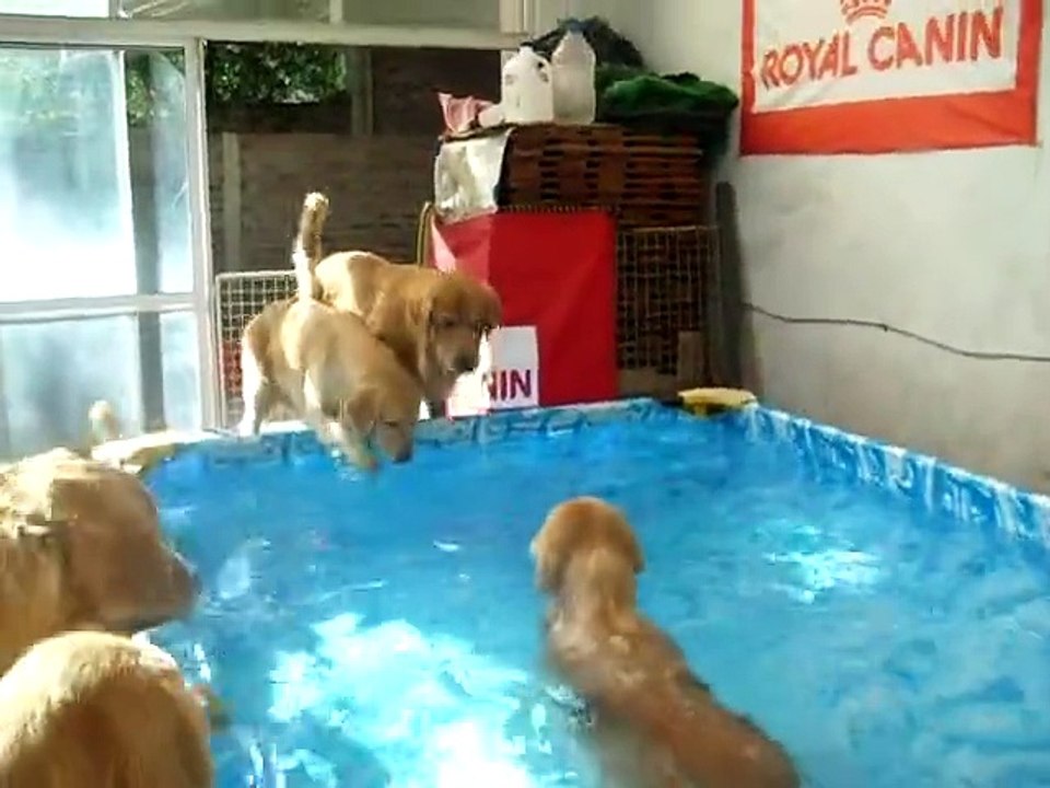 time for a bath!  (santa-banta-group)