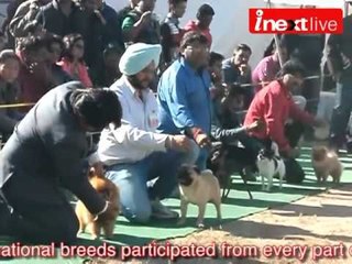 World's most expensive dogs are here