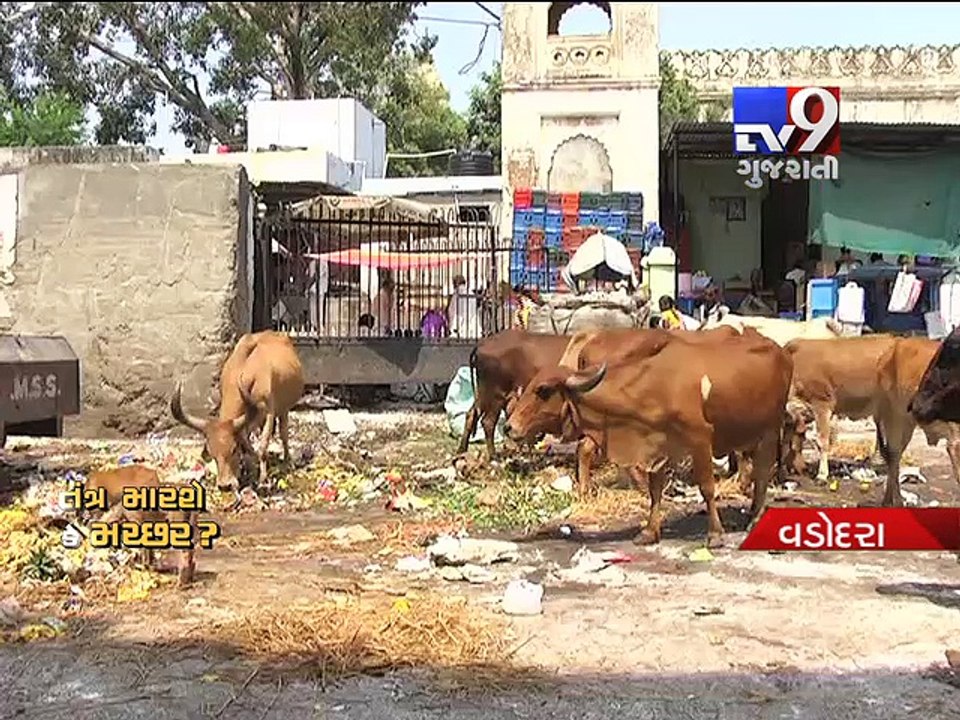 Mosquito-borne diseases on the rise in Vadodara - Tv9 Gujarati