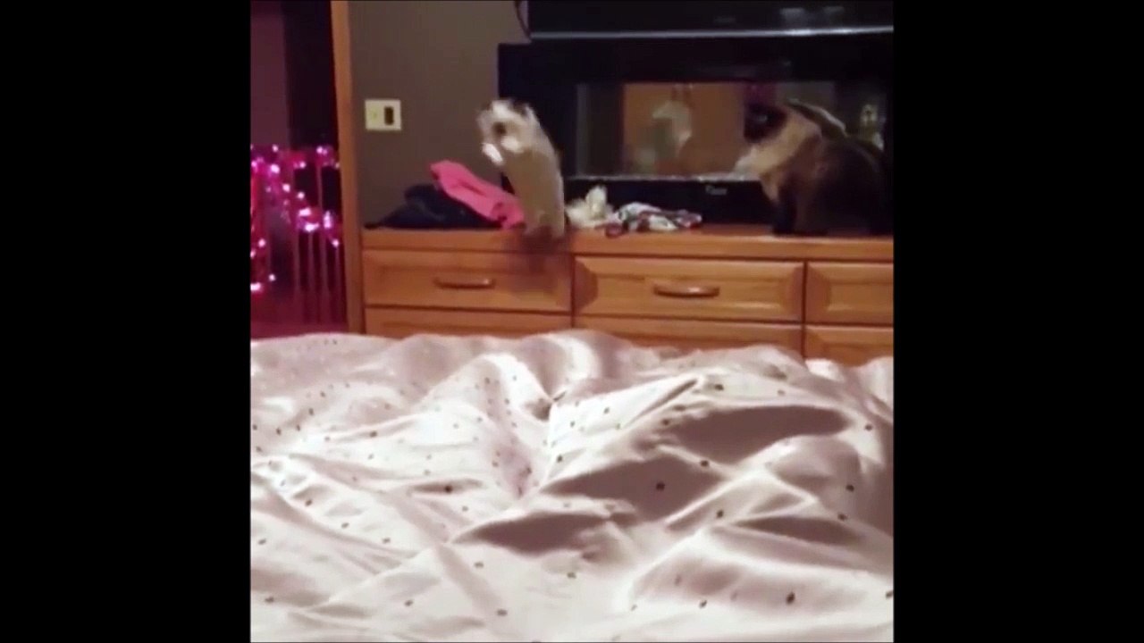 Ce chat s'est un peu surestimé! Saut raté