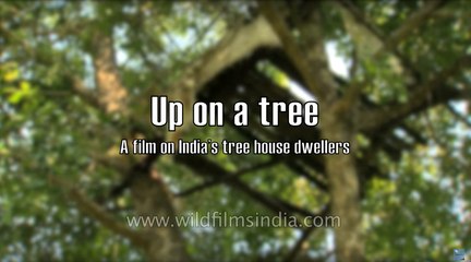 Up on a tree- the tree-house dwellers of India