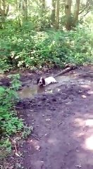 Quand ton chien se prend pour un hippopotame