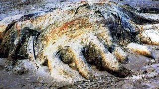 Top 5 Most Mysterious Creatures Found On the Beach