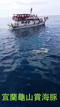 龜山島 海豚賞鯨