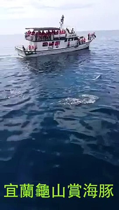 龜山島  海豚賞鯨