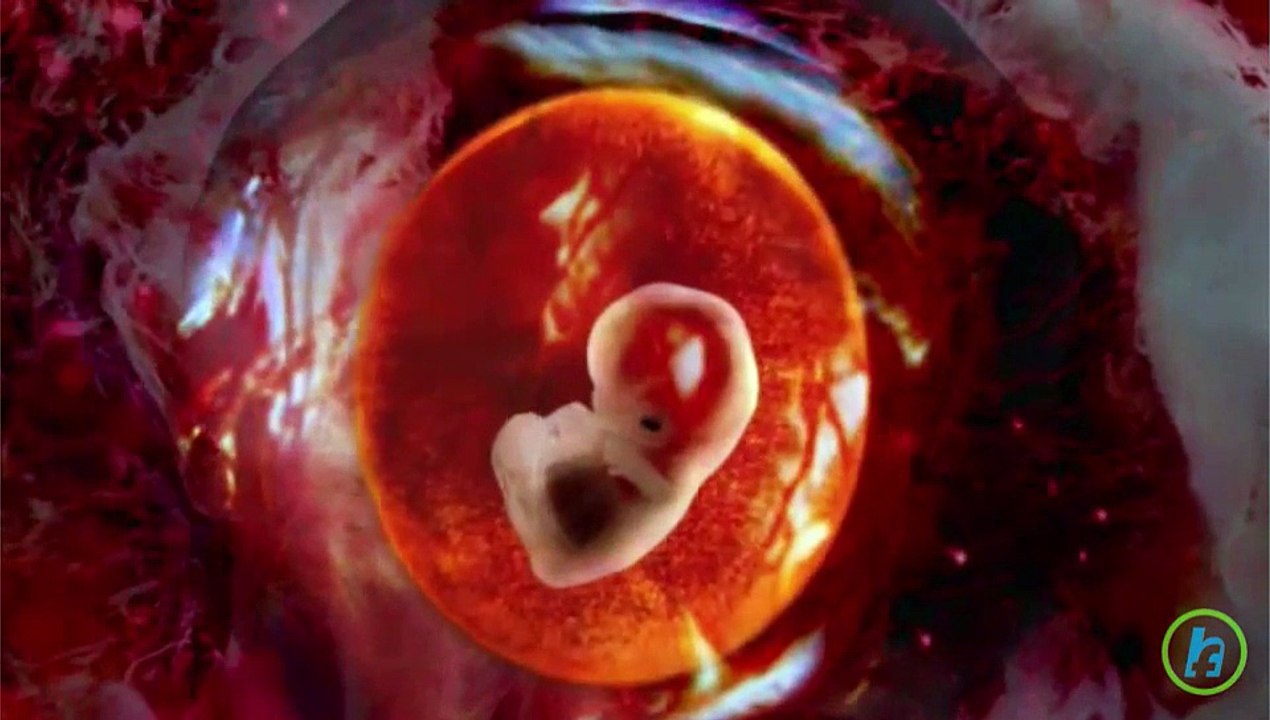 What is Prenatal Heart Circulation?