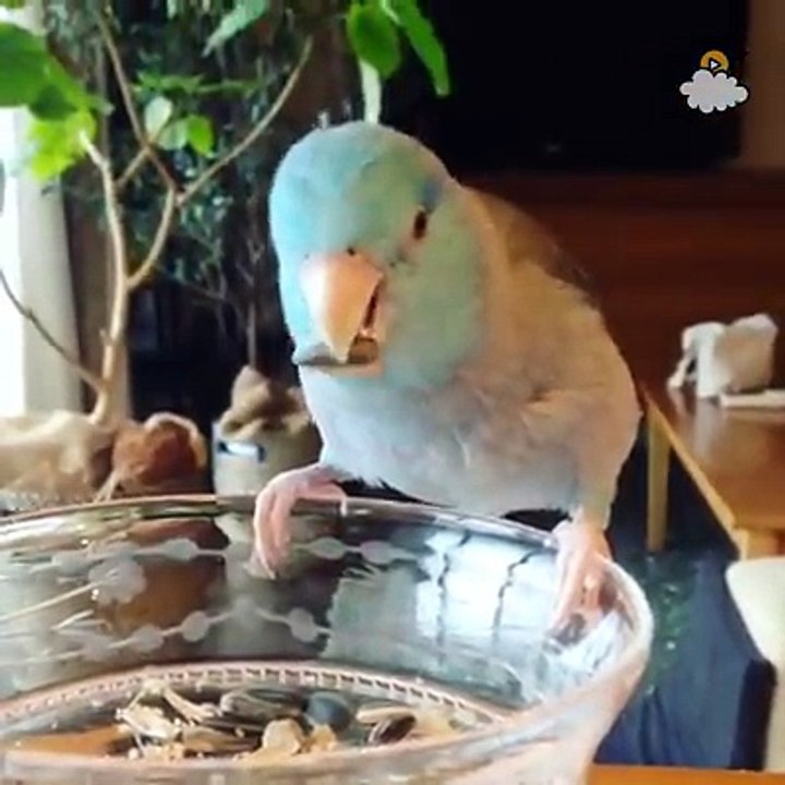 parrot