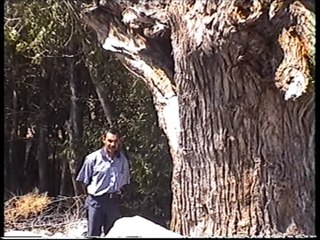 Asırlık Dev kavak ağacının içi ve Çeşme taşı olarak kullanılan Arkeolojik eserler