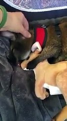 Ce wallaby fait des bisous à sa peluche wallaby