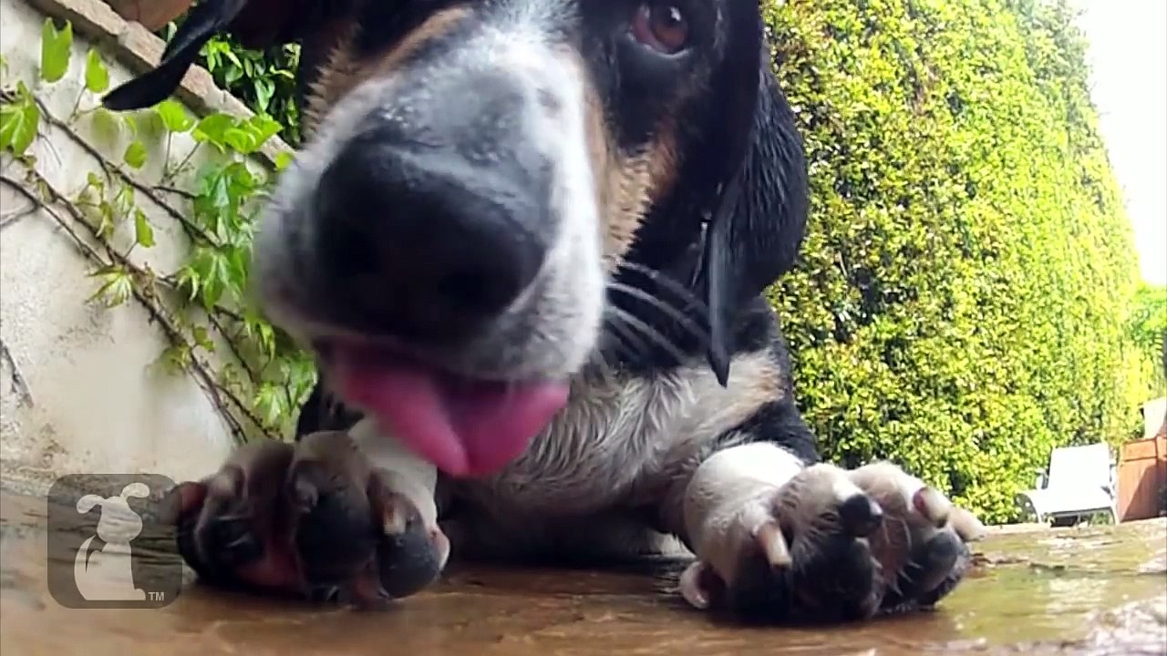 Swimming pool fun with these cute dogs! - Dogs at Play Episode 1