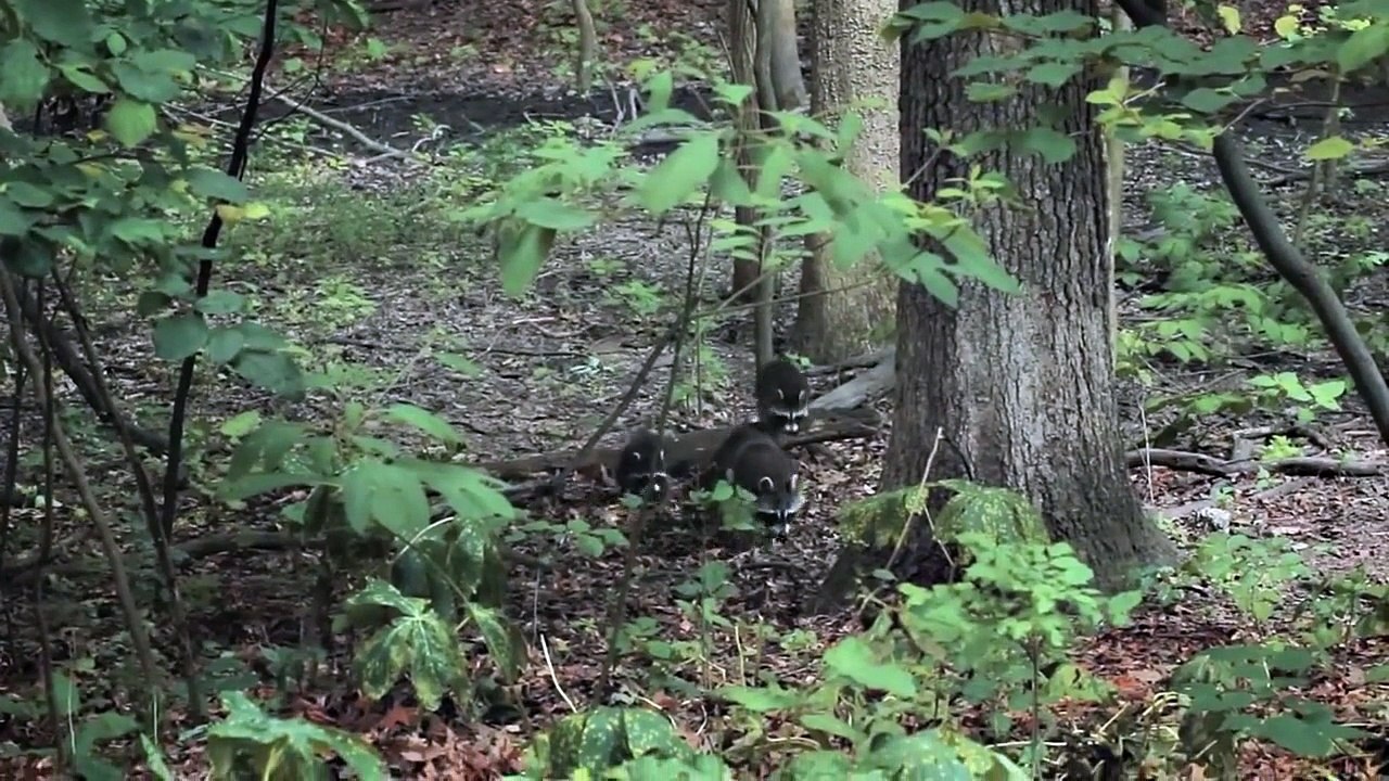 Des bébés ratons laveurs trop mignons squattent une terrasse