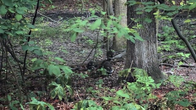 Des bébés ratons laveurs trop mignons squattent une terrasse