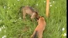 A-Wurf erste Fährte Amee &  A-Oggy
