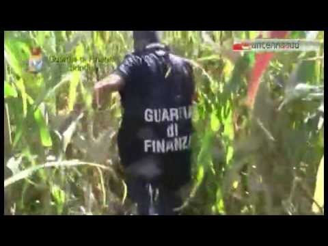 TGSRVset30 brindisi piantagione di marijuana