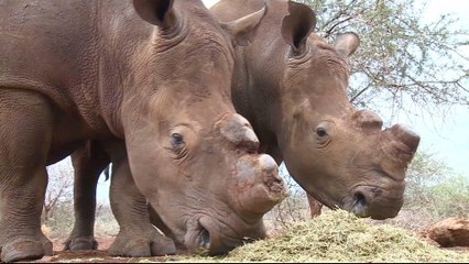 Swaziland push for legalising rhino horn trade