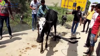 Cảm phục những người bất chấp hiểm nguy giải cứu động vật!