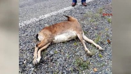 Erzurum Çoruh Nehri'ne Su İçmeye İnen Yaban Keçisini Vurdular