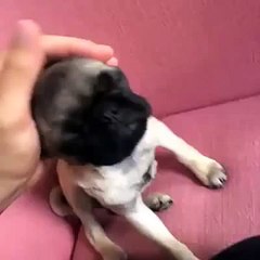 PUGS NOT DRUGS Vine by  Nicholas Megali