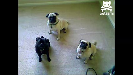 Pugs try to understand English