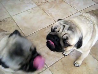 Pugs Kissing