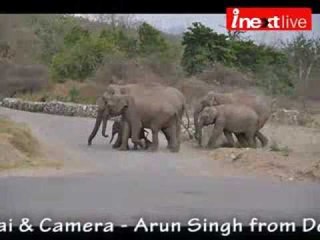 Beware of Tuskers on Rishikesh-Dehradun highway
