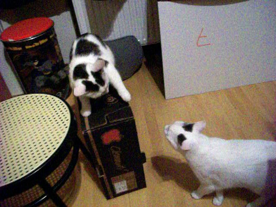 Harvey und Vinzent am 29.09.2016