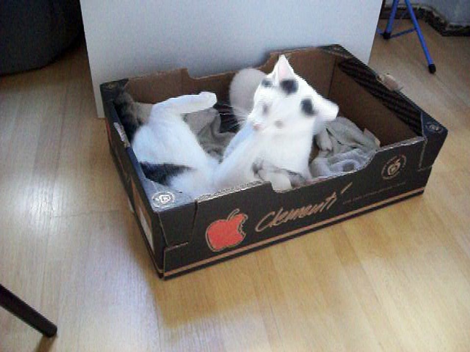 Harvey und Vinzent am 01.10.2016