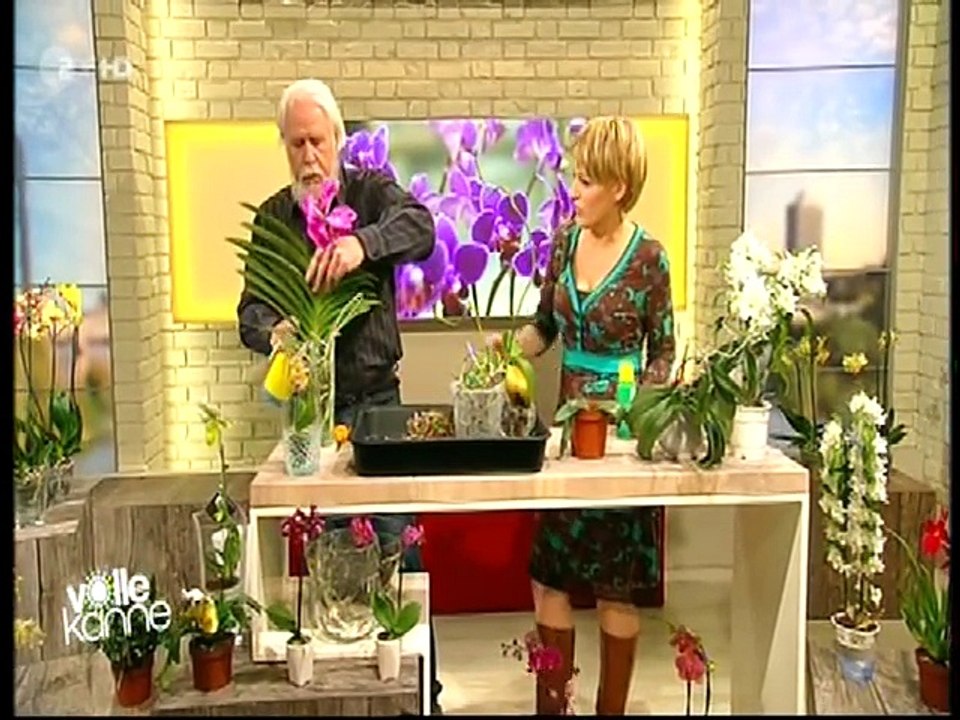 26 Orchideen richtig pflegen, gießen, und behandeln  die Wurzeln brauchen auch Licht(1)