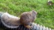 When Crazy Animals Attack : Squirrel With Rabies Tries To Attack Humans!
