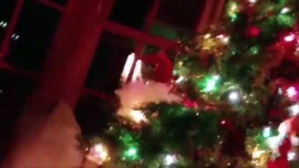 Cats vs Christmas trees