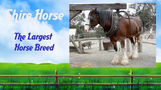Largest Horse Breed