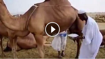 How camel give Milk