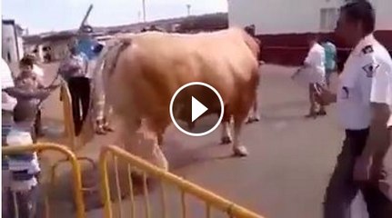 Strong and Heavy weight Bull for sale