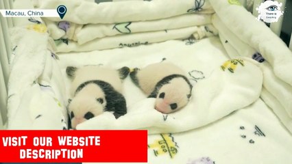 See Baby Panda Twins Opening Their Eyes