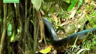 Worlds biggest snake found in Amazon river - Biggest python snake - Giant anaconda Largest snake