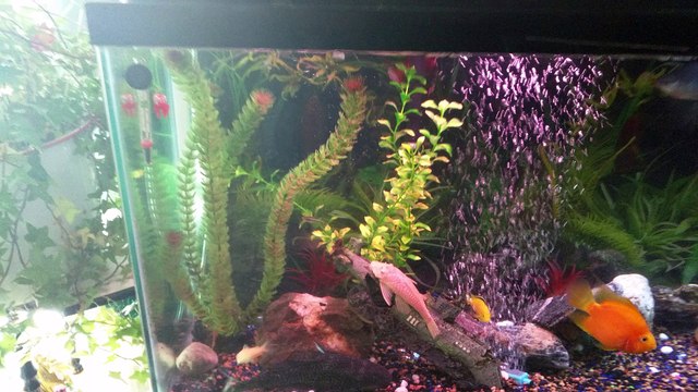 55 Gallon Fish Tank I Lifted