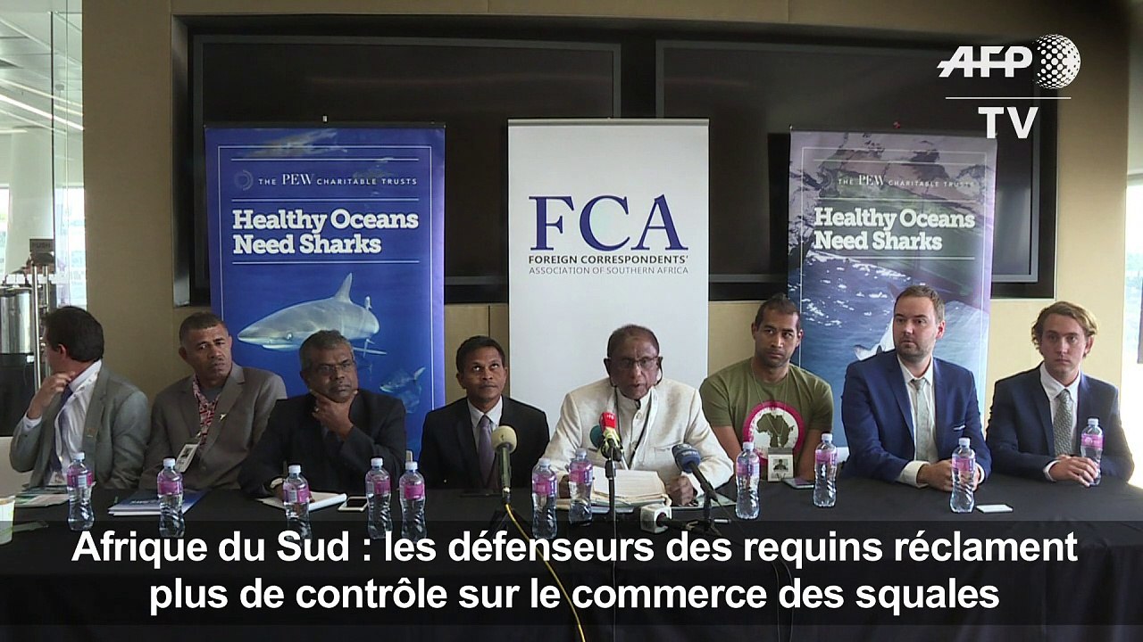 Prédateur devenu proie, le requin en danger