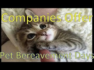 Companies Starting to Offer Pet Beavement Days