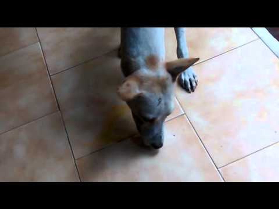 Dog eating pigeon egg