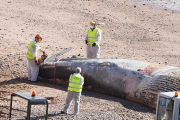 Dev balinayı sahilde testereyle kestiler #Balina