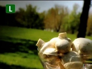 024 - O Segredo das Coisas - Cogumelos