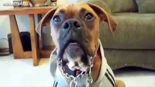Animales - Funny Animals Compilation _ Funny Cats _ Funny Dogs _ Funny Videos