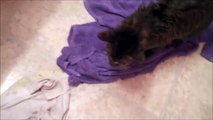 Funny Cat or Kitten Bath Videos - Cat Hates Bath, Duo Playing In Water