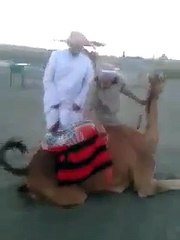 Dubai camel standing style |whatsapp funny videos