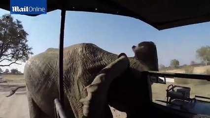 The terrifying moments when animals attack tourists on safar 3