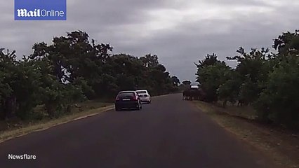 The terrifying moments when animals attack tourists on safar 9