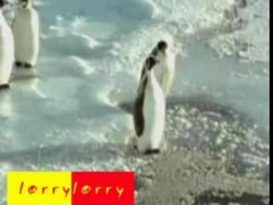 Pingu