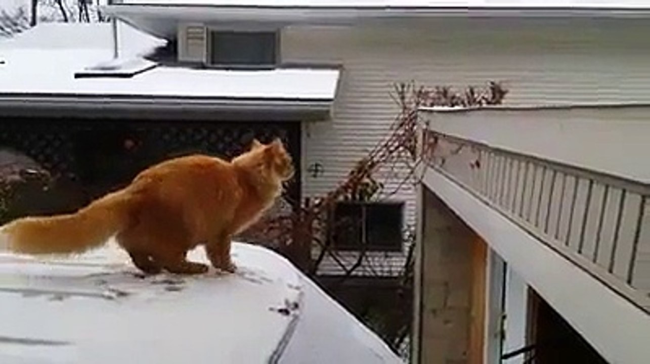 5GAGs - Cat Jump fail! - ha ha fanny