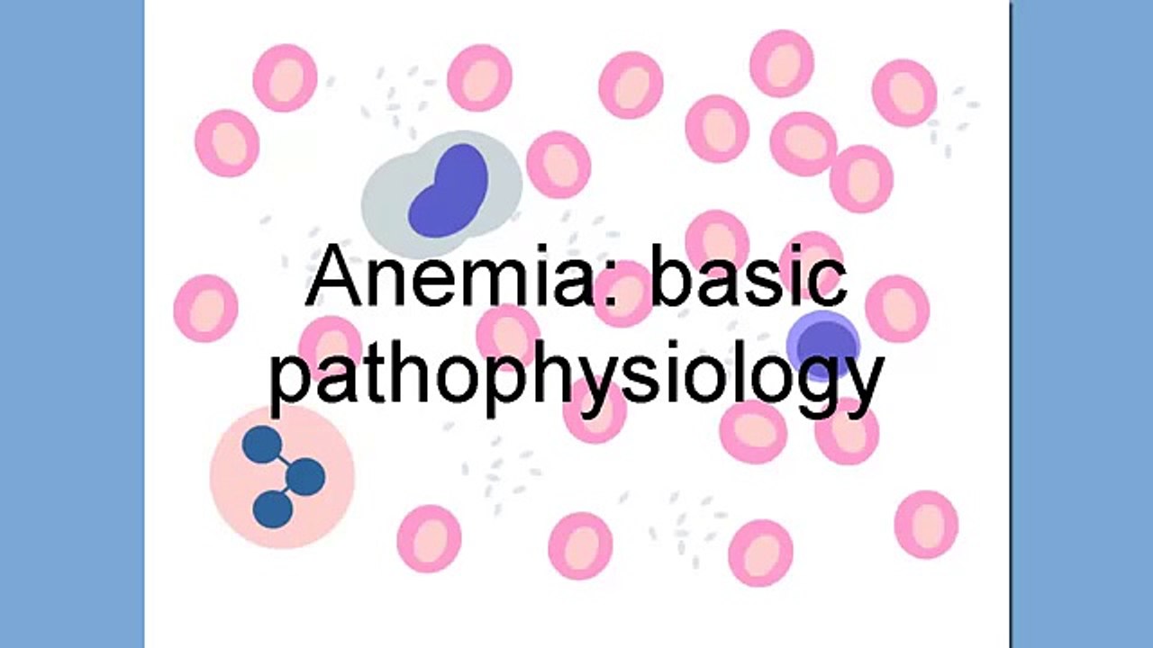 Anemia basic pathophysiology - normal red cell lifecycle